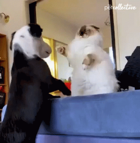 Fight The Pet Collective GIF. This 487 x 498 animated GIF is part of our john wick dog collection. Related themes include cat, fight. Created by…