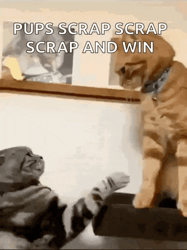 Fighting Cat Cat Meme GIF