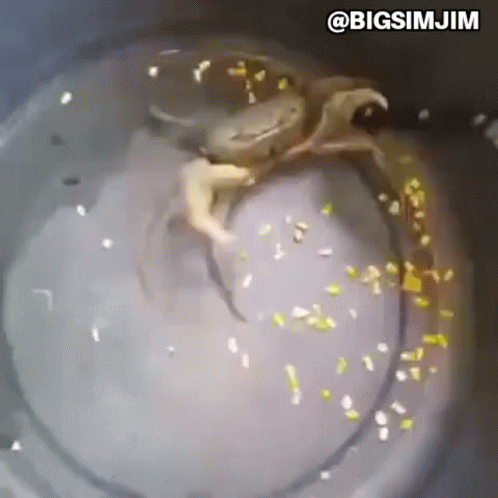 Fighting Crab Crab With A Knife GIF