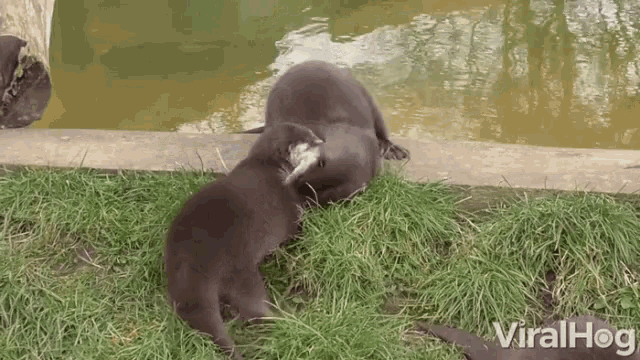 Fighting Mad GIF