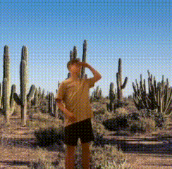 Finchy Desert GIF