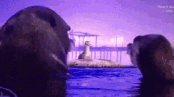 Finding Dory GIF