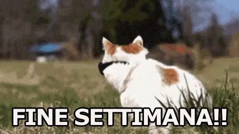 Fine Settimana Weekend Sabato Domenica Gatto Occhiali Da Sole Bullo Libero GIF. This 480 x 270 animated GIF is part of our immagini buon weekend collection…
