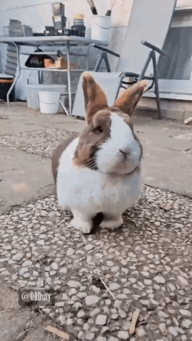 Fini Bunny GIF