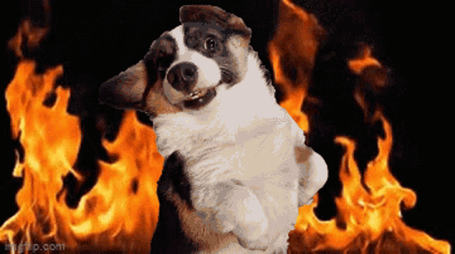Fire Carter GIF