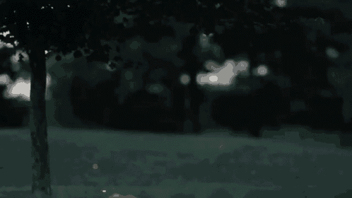Fireflies Lightningbugs GIF