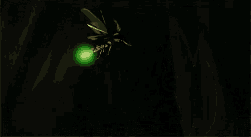 Firefly Insect GIF