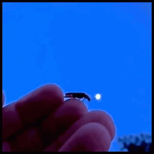 Firefly Lightningbug GIF. This 498 x 498 animated GIF is part of our shiny firefly collection. Related themes include fly. Created by nAAcey. View the…