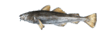 Fish Animal Sticker