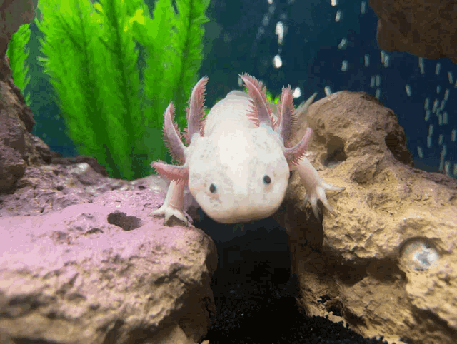 Fish Aquarium GIF