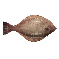 Fish Sticker