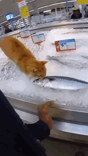 Fish Cat GIF
