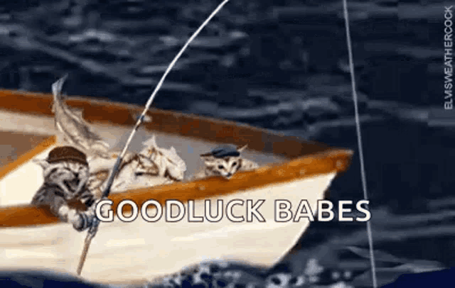 Fish Cats GIF