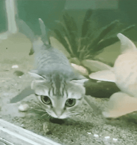 Fish Fish Cat GIF