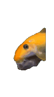 Fish Fish Kissing Sticker