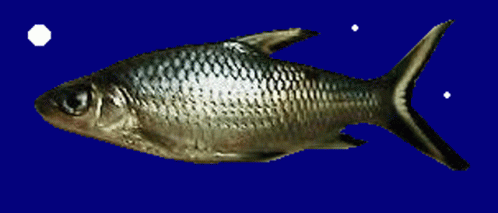 Fish Fish Swimming GIF