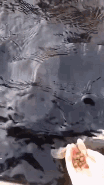 Fish Fishing GIF