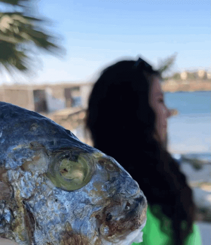 Fish Fishy GIF