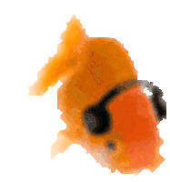 Fish Groove Sticker