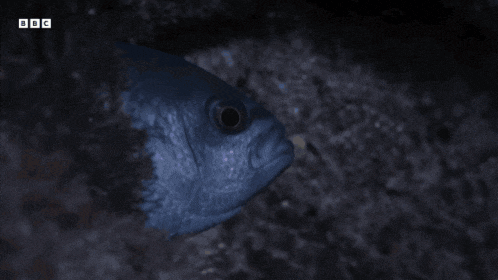 Fish Hiding GIF