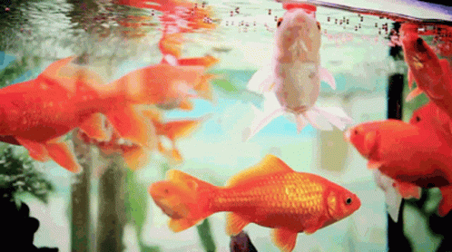 Fish GIF