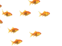 Fish Sticker