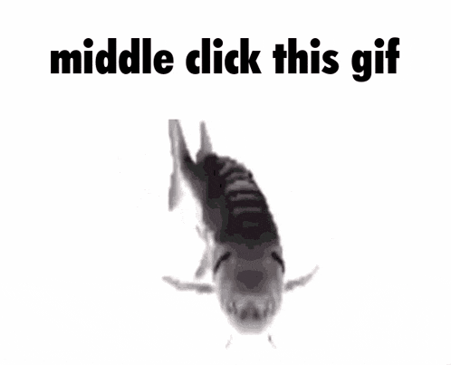 Fish GIF