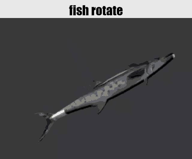 Fish Rotate GIF
