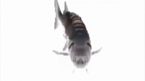 Fish Spin Sha GIF