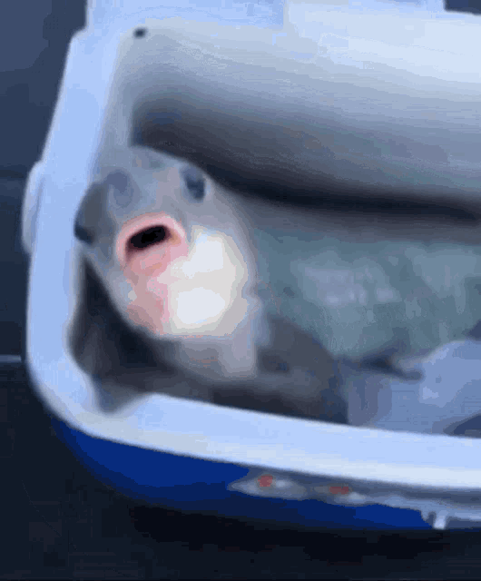 Fish Sucking GIF
