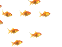 Fish Swim Sticker