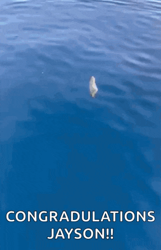 Fish Tuna GIF