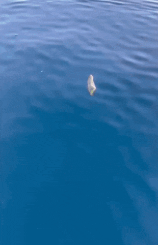 Fish Tuna GIF