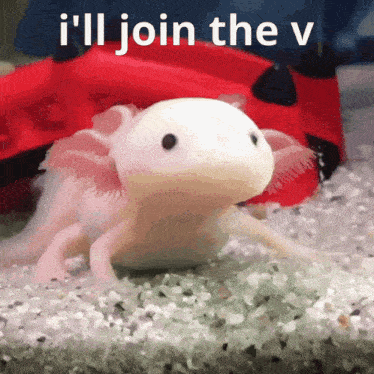 Fish Vc Vc Fish GIF
