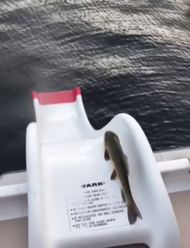 Fish Waterslide GIF
