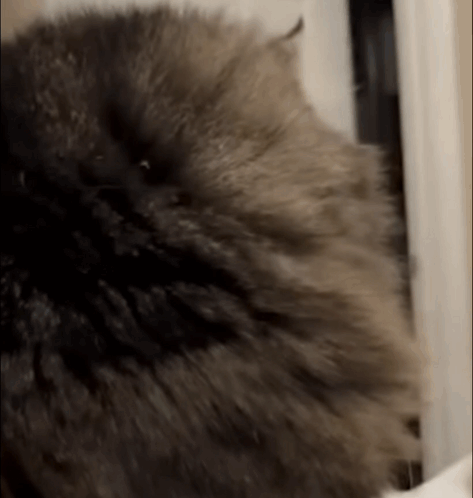 Flabbergasted Cat GIF. This 473 x 498 animated GIF is part of our offended gasp collection. Related themes include cat, gasp, scared cat. Created by…
