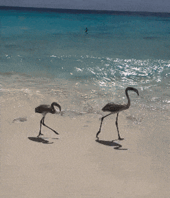 Flamingo Beach GIF