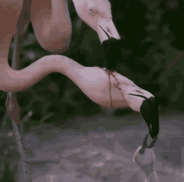 Flamingo Feed GIF