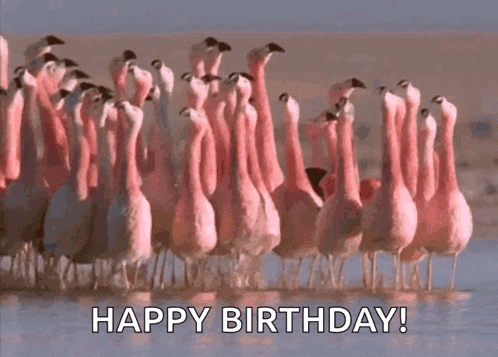 Flamingo Group GIF