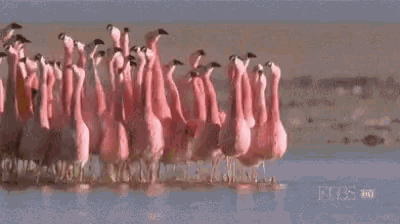 Flamingo Place GIF