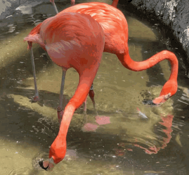 Flamingos Cooperation GIF