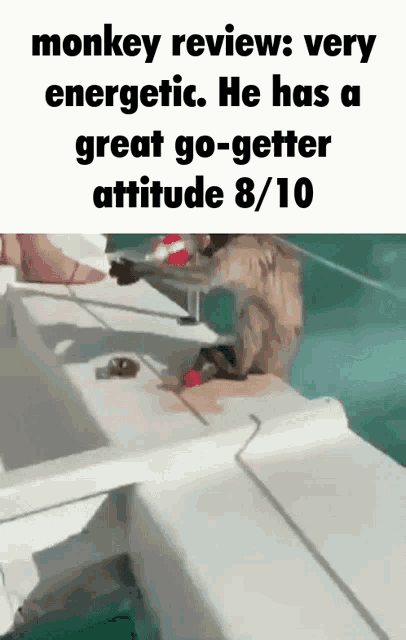 Flavortown Monkey Review GIF