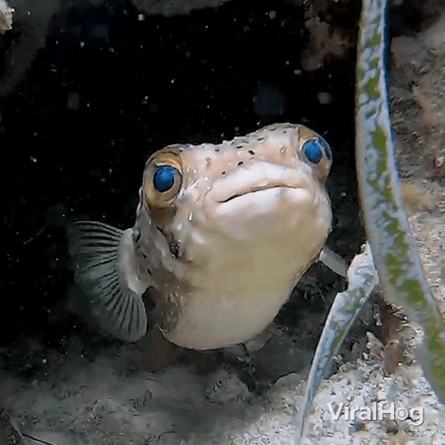 Floating Fish GIF
