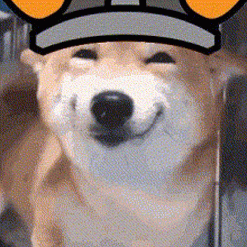 Floki Floki Inu GIF. This 498 x 498 animated GIF is part of our shiba inu smile collection. Related themes include funny, happy, smile. Created by…