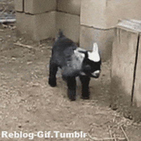 Flop Goat GIF