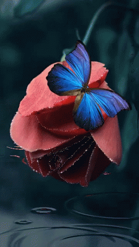 Flower Butterfly GIF