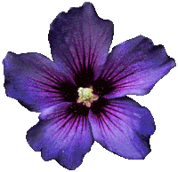 Flower Sticker