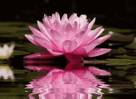 Flower GIF