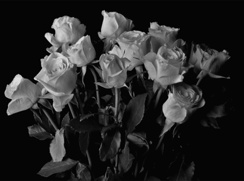 Flower Flowers GIF