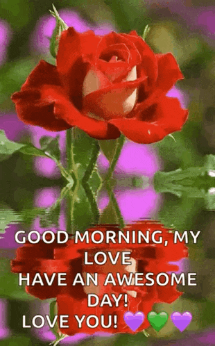 Flower Rose GIF